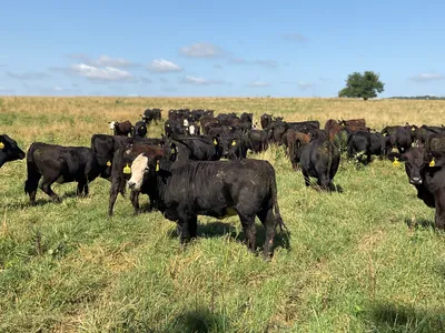 cattle listing photo
