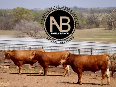 cattle listing photo