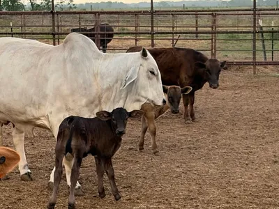 cattle listing photo