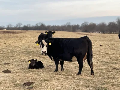 cattle listing photo