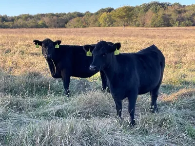 cattle listing photo