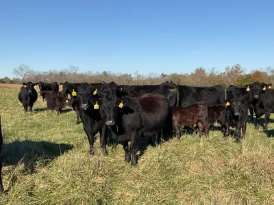 cattle listing photo