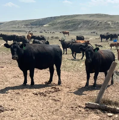 cattle listing photo