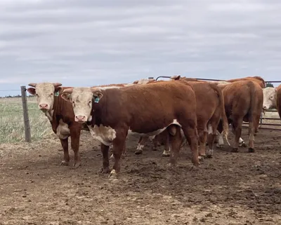 cattle listing photo