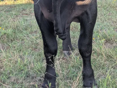 cattle listing photo