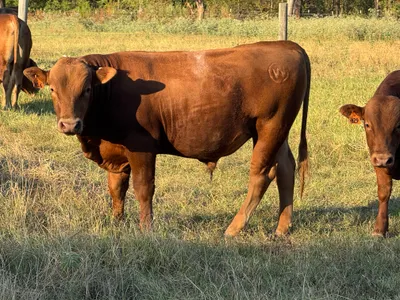cattle listing photo