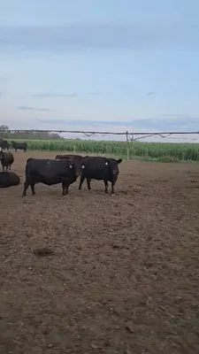 cattle listing photo