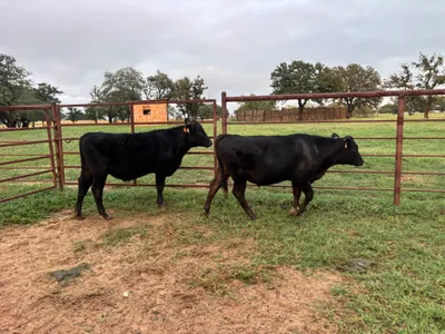 cattle listing photo