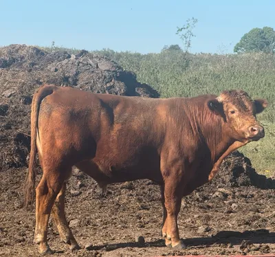 cattle listing photo