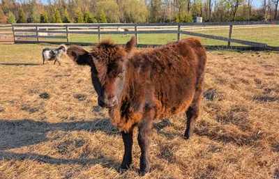cattle listing photo