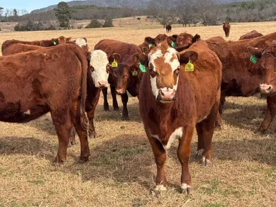 cattle listing photo