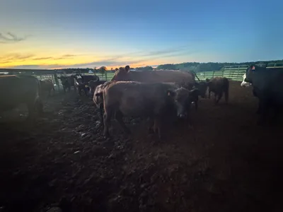 cattle listing photo