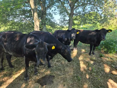 cattle listing photo