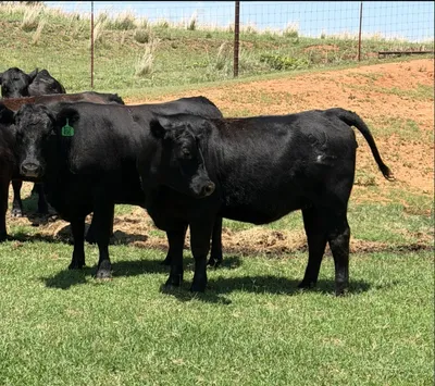 cattle listing photo
