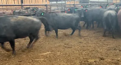 cattle listing photo
