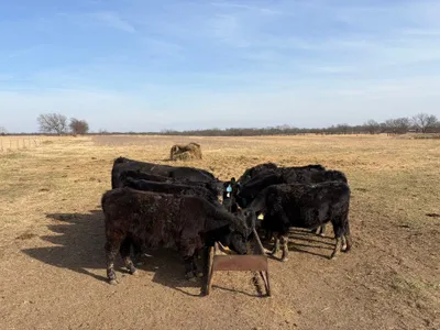 cattle listing photo