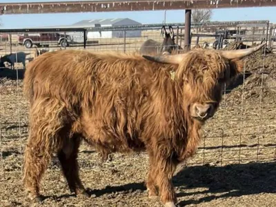 cattle listing photo