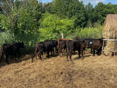 cattle listing photo
