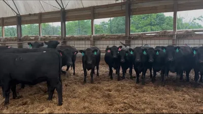 cattle listing photo