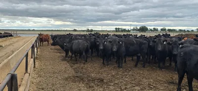 cattle listing photo