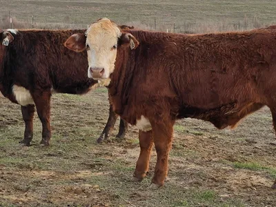 cattle listing photo