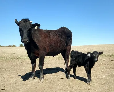 cattle listing photo