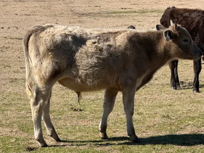 cattle listing photo
