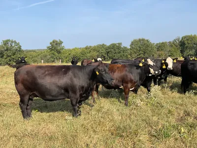 cattle listing photo