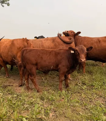 cattle listing photo