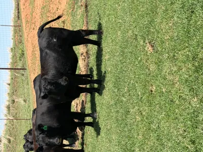 cattle listing photo