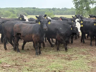 cattle listing photo