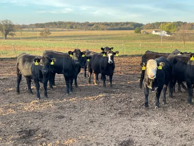 cattle listing photo