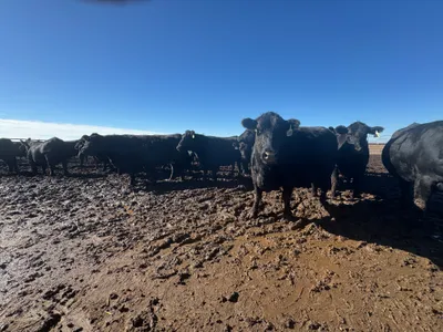 cattle listing photo