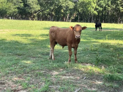 cattle listing photo
