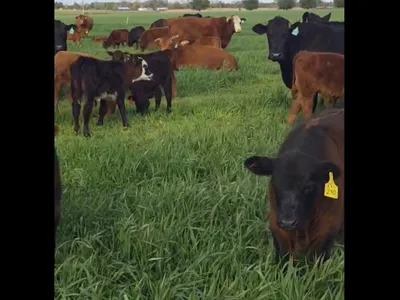 cattle listing photo