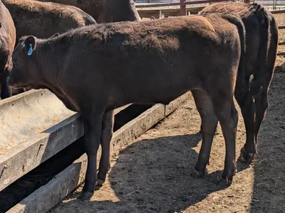 cattle listing photo