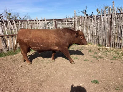 cattle listing photo