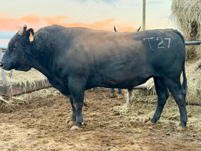 cattle listing photo