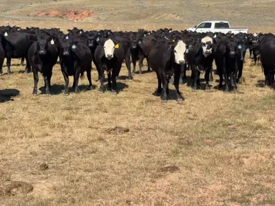 cattle listing photo