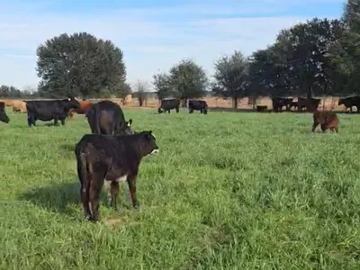 cattle listing photo