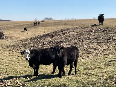 cattle listing photo