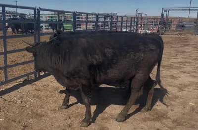 cattle listing photo