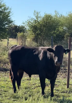 cattle listing photo