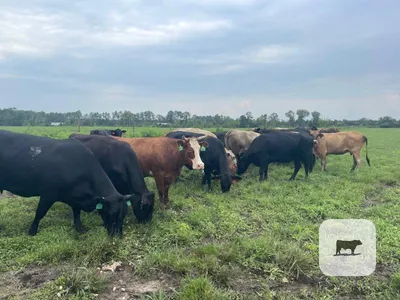 cattle listing photo