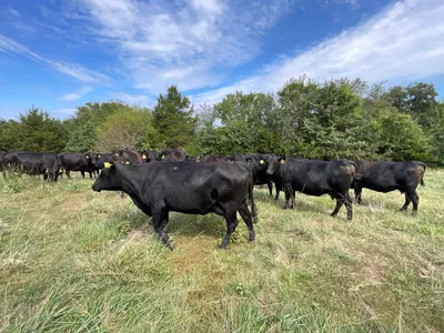 cattle listing photo
