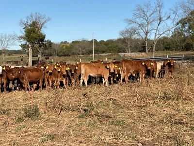 cattle listing photo