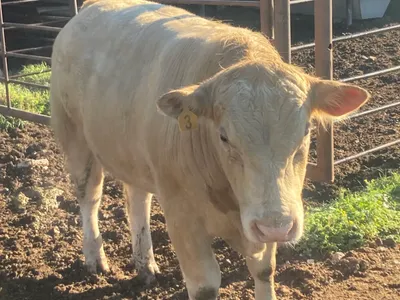 cattle listing photo