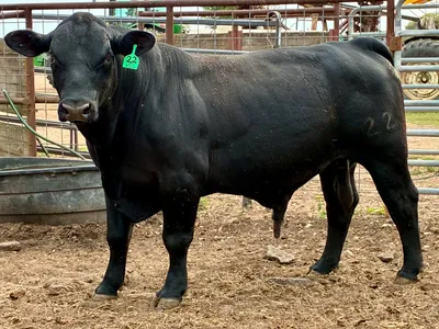 cattle listing photo