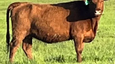 cattle listing photo