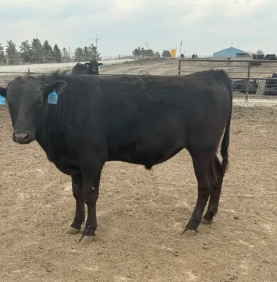 cattle listing photo